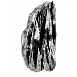 Orthoceras