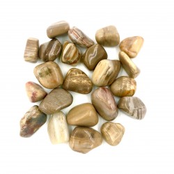 Madeira Fóssil (madeira...