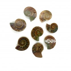 Ammonite