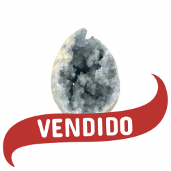 Ovo Celestina bruta